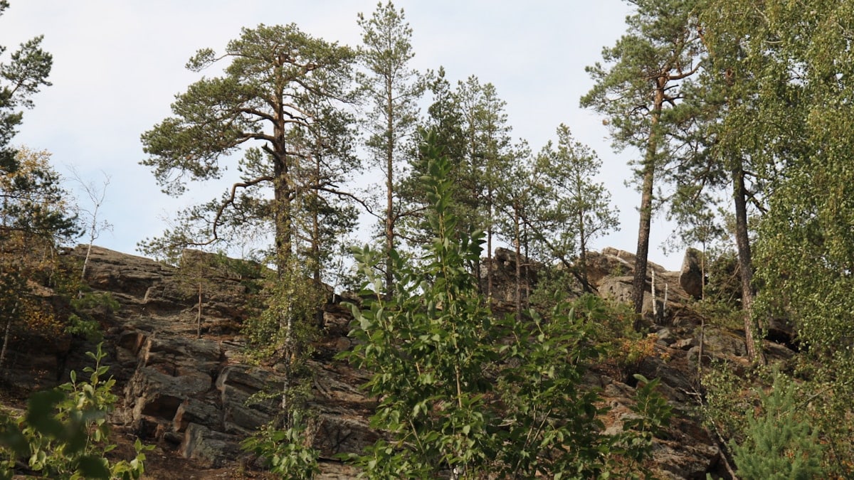 a rocky hillside with trees